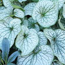 Load image into Gallery viewer, Brunnera 'Alexanders Great'