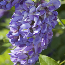 Load image into Gallery viewer, Wisteria frutescens 'Amethyst Falls'