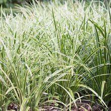 Load image into Gallery viewer, Carex morrowii 'Ice Dance'