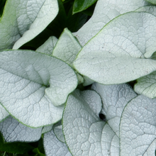 Load image into Gallery viewer, Brunnera macrophylla 'Alexandria'