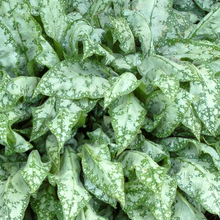 Load image into Gallery viewer, Pulmonaria saccharata 'High Contrast'