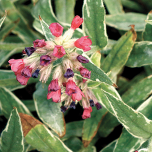 Load image into Gallery viewer, Pulmonaria 'Raspberry Frost'