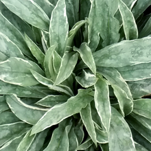 Load image into Gallery viewer, Pulmonaria 'Raspberry Frost'