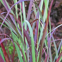 Load image into Gallery viewer, Panicum 'Ruby Ribbons'