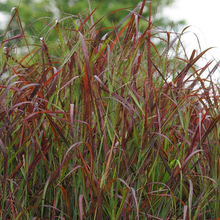 Load image into Gallery viewer, Panicum 'Ruby Ribbons'