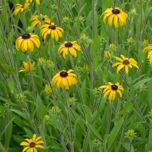 Load image into Gallery viewer, Rudbeckia American Gold Rush