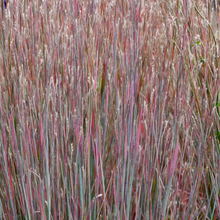 Load image into Gallery viewer, Schizachyrium scoparium 'Sandhill'