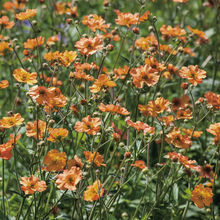 Load image into Gallery viewer, Geum 'Totally Tangerine'