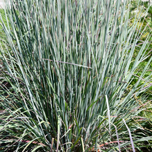 Load image into Gallery viewer, Schizachyrium scoparium 'Sandhill'
