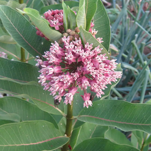 Load image into Gallery viewer, Asclepias syriaca