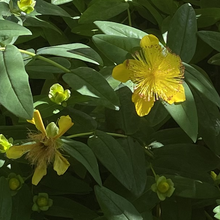Load image into Gallery viewer, Hypericum calycinum