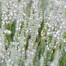 Load image into Gallery viewer, Lavender 'Elegance Snow'