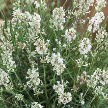 Load image into Gallery viewer, Lavender 'Elegance Snow'