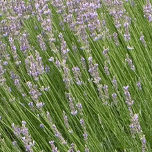 Load image into Gallery viewer, Lavender 'Provence'