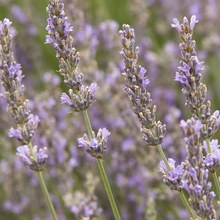 Load image into Gallery viewer, Lavender 'Provence'