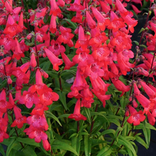 Load image into Gallery viewer, Penstemon 'Quartz Red'