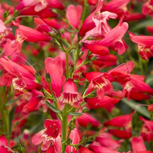 Load image into Gallery viewer, Penstemon 'Red Riding Hood'