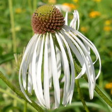 Load image into Gallery viewer, Echinacea pallida 'Hula Dancer'