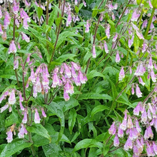 Load image into Gallery viewer, Penstemon hirsutus