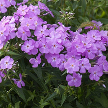 Load image into Gallery viewer, Phlox glaberrima ‘Morris Berd’