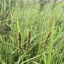 Load image into Gallery viewer, Carex vulpinoidea