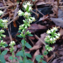 Load image into Gallery viewer, Solidago bicolor