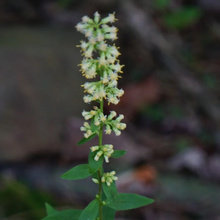 Load image into Gallery viewer, Solidago bicolor