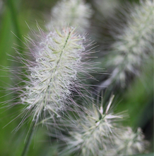 Load image into Gallery viewer, Pennisetum 'Hush Puppy'