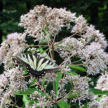 Load image into Gallery viewer, Eupatorium Eutrochium 'Fistulosum'