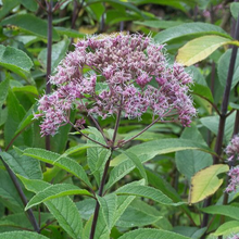 Load image into Gallery viewer, Eupatorium Eutrochium 'Fistulosum'