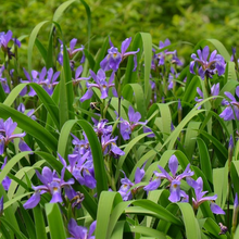 Load image into Gallery viewer, Iris versicolor