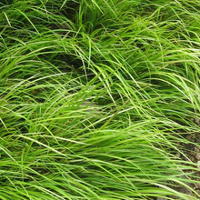 Load image into Gallery viewer, Acorus gramineus 'Minimus Aureus'