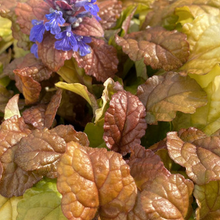 Load image into Gallery viewer, Ajuga Feathered Friends 'Parrot Paradise'