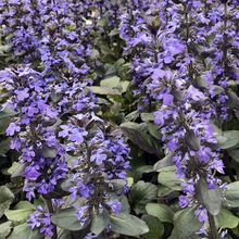 Load image into Gallery viewer, Ajuga 'Caitlin Giant'