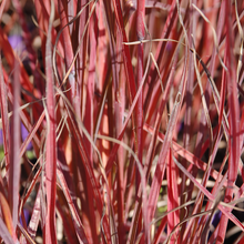 Load image into Gallery viewer, Andropogon gerardii 'Red October'