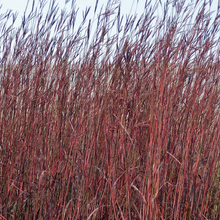 Load image into Gallery viewer, Andropogon gerardii 'Red October'