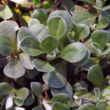 Load image into Gallery viewer, Antennaria neglecta