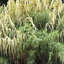Load image into Gallery viewer, Arundo donax 'Peppermint Stick'