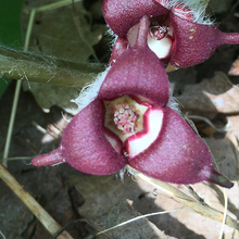 Load image into Gallery viewer, Asarum canadense