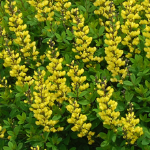 Load image into Gallery viewer, Baptisia 'Sunny Morning'