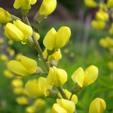 Load image into Gallery viewer, Baptisia 'Sunny Morning'