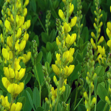 Load image into Gallery viewer, Baptisia macrophylla 'Yellow'