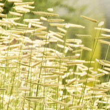 Load image into Gallery viewer, Bouteloua gracilis 'Blonde Ambition'