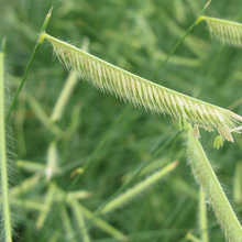 Load image into Gallery viewer, Bouteloua gracilis 'Blonde Ambition'