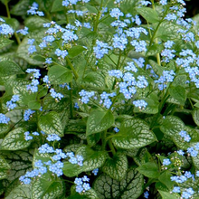 Load image into Gallery viewer, Brunnera macrophylla 'Jack Frost'