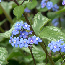 Load image into Gallery viewer, Brunnera macrophylla 'Jack Frost'