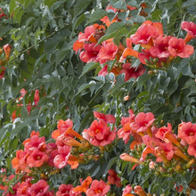 Load image into Gallery viewer, Campsis x tagliabuana 'Madame Galen'