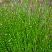 Load image into Gallery viewer, Carex appalachica