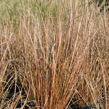 Load image into Gallery viewer, Carex buchananii 'Firefox'
