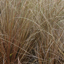 Load image into Gallery viewer, Carex buchananii 'Red Rooster'
